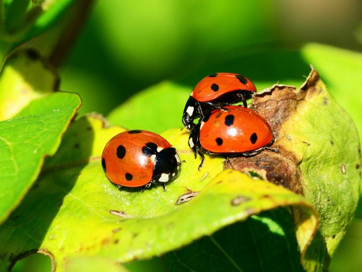 Foto k Projektov� den Brou�ci a hmyz